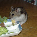 ハム用チーズを食べるユウキ