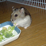 ブロッコリーを食べるユウキ