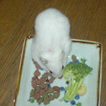 エサ皿を捜査中