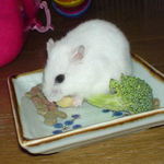 ハム用チーズを食べてるアイ