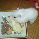 キャベツを食べているアイ