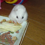 乾燥パパイヤを食べるアイ