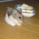 乾燥パパイヤを食べるユウキ