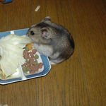 キャベツを食べるユウキ