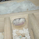 眠っているアイ