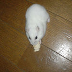 ちびっこクロワッサンに齧りつくアイ