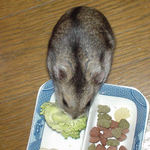 ブロッコリーを食べるユウキ