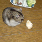 ちびっこクロワッサンを見つめるユウキ