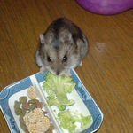 ブロッコリーは食べるユウキ