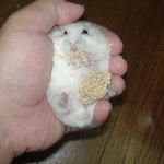 アイは腹出し食いに成功