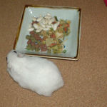 エサ皿の周りをうろうろ