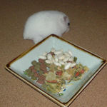 エサ皿には見向きもせず