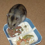 エサ皿に向かうユウキ