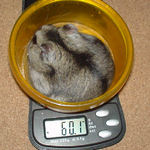 体重はあまり変わらず