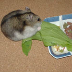 青梗菜を食べるユウキ