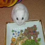 あっというまに頬袋の中