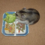 ブロッコリーに齧りつくユウキ