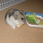 乾燥パパイヤを食べるユウキです