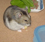 ハム用チーズを食べるユウキ