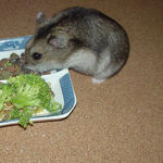 エサ皿に食いつくユウキ