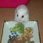 ブロッコリーに齧りつくアイ