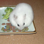 エサ皿をあさるアイ