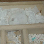 地下型巣箱でまったり中