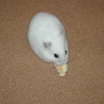 ちびっこクロワッサンに食いつくアイ