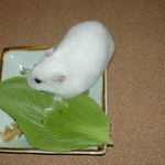 青梗菜に齧りついているアイ