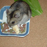 ちびっこクロワッサンに食いつくユウキ