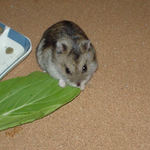 青梗菜に齧りついているユウキ