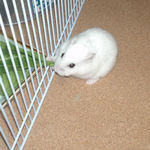 まだ準備中だってば