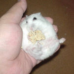 粟の穂を腹出し食い中のアイ