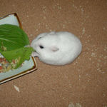 青梗菜を食べるアイ