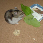 青梗菜を食べるユウキ