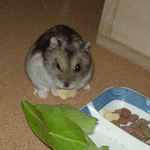 高野豆腐を食べているユウキ