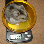 体重は少し減りました