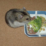 ブロッコリーを食べるユウキ