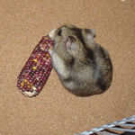 インディアンコーンに齧りつくユウキ