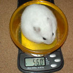 体重はあまり変わらず