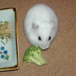 ブロッコリーに齧りつくアイ