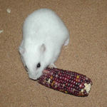 インディアンコーンに悪戦苦闘中のアイ