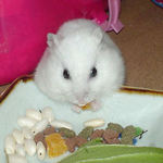 乾燥パパイヤを食べるアイ