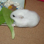 青梗菜を食べるアイ