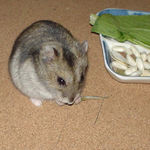 煮干を食べるユウキ