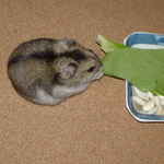 青梗菜を食べるユウキ