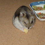 ハム用チーズを食べるユウキ