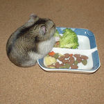 ブロッコリーを食べるユウキ