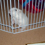 サークル内をウロウロしているアイ