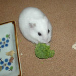 ブロッコリーに齧りつくアイ